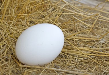 kurumuş otların arasında yumurta