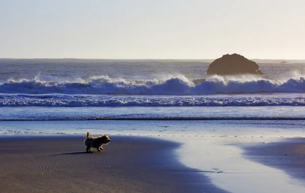 Küste Wellen Hintergrund — Stockfoto