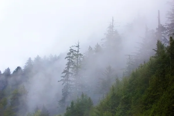 Nebbia sulla foresta di alta montagna — Foto Stock