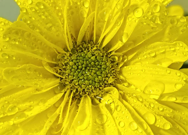 Macro closeup fundo amarelo com gotas de água doce sobre ele — Fotografia de Stock