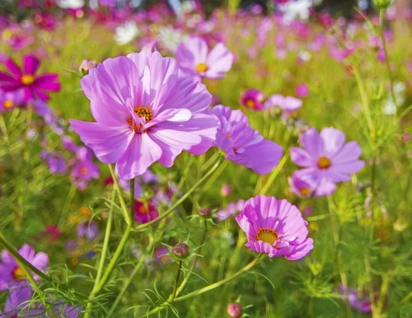 Flores rosadas — Foto de Stock