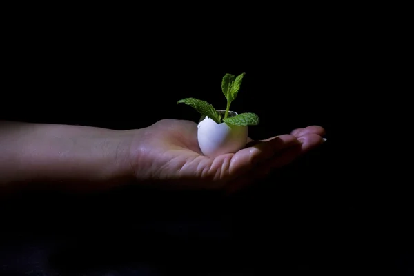 Rostlina drží v rukou ve vaječné skořápce — Stock fotografie