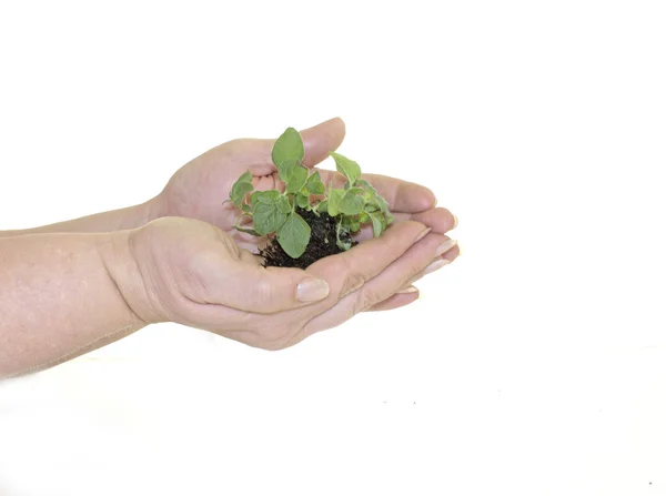 Roślin w ręce — Zdjęcie stockowe