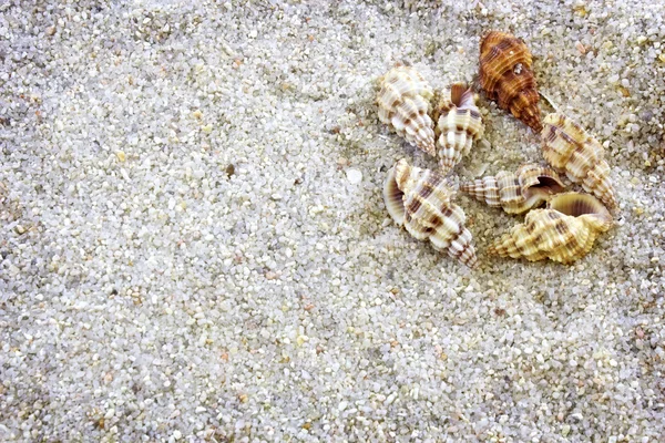 砂の上の貝殻 — ストック写真
