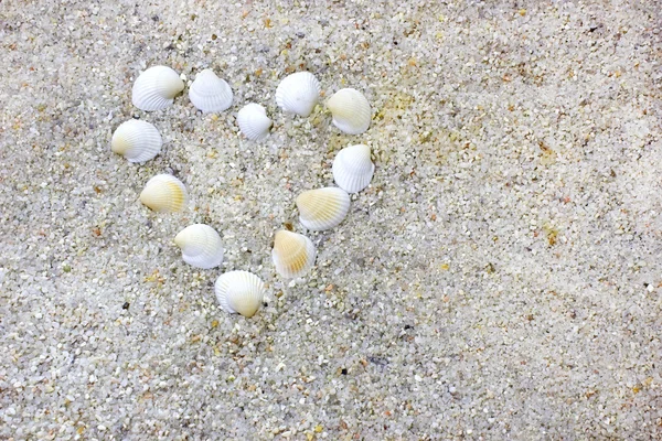 Conchas na areia da praia — Fotografia de Stock