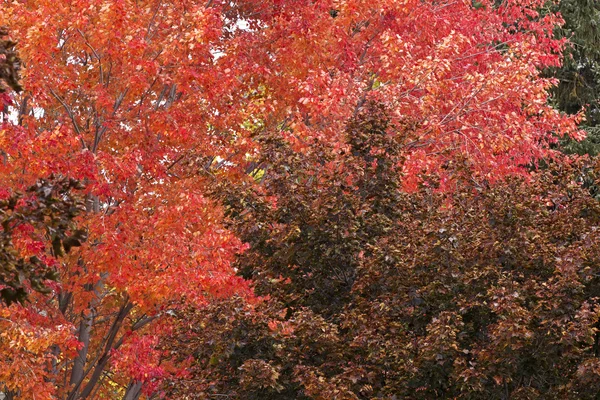 Herbst Hintergrund - roter Baum — Stockfoto