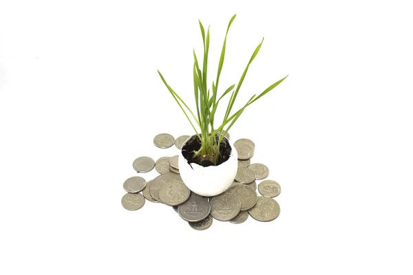 Mince peníze rostlina — Stock fotografie