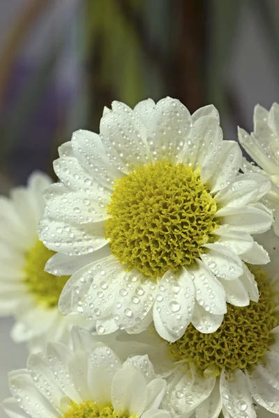 Flowers close up — Stock Photo, Image