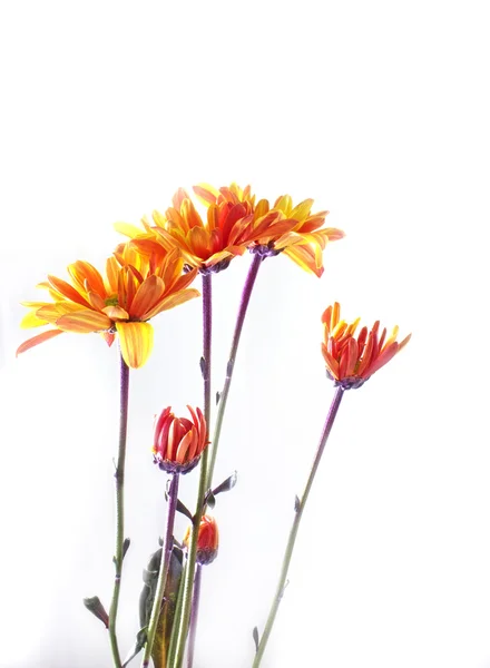 Blumen isoliert auf weißem Hintergrund — Stockfoto