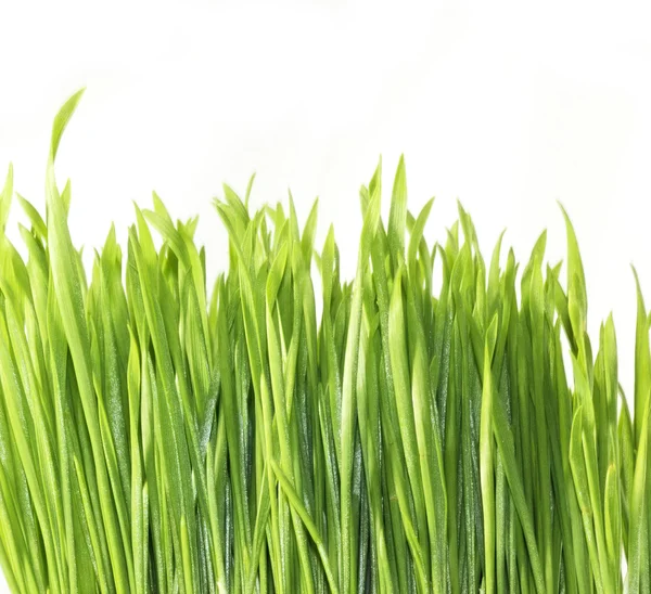 Grass isolated on white — Stock Photo, Image