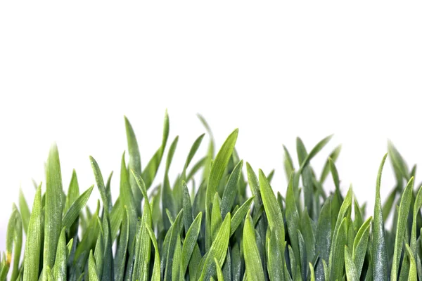 Macros de hierba —  Fotos de Stock