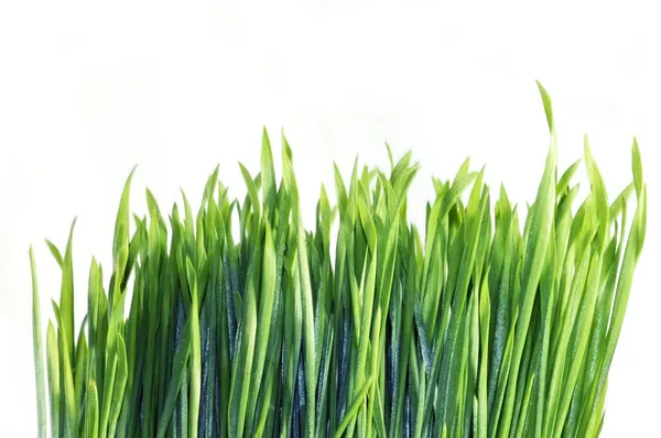 Grasses background — Stock Photo, Image