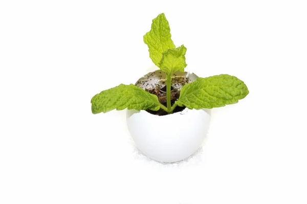 Mint plant in a eggshell — Stock Photo, Image