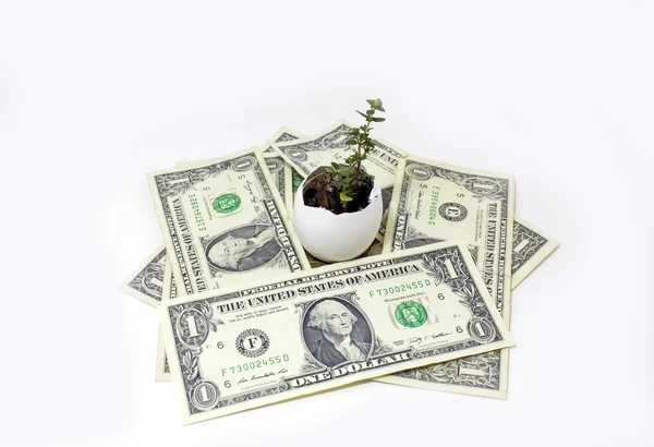 Geld rond plant — Stockfoto