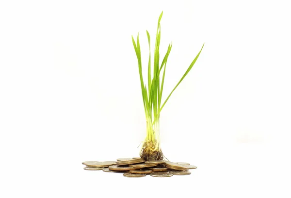 Plant money concept — Stock Photo, Image