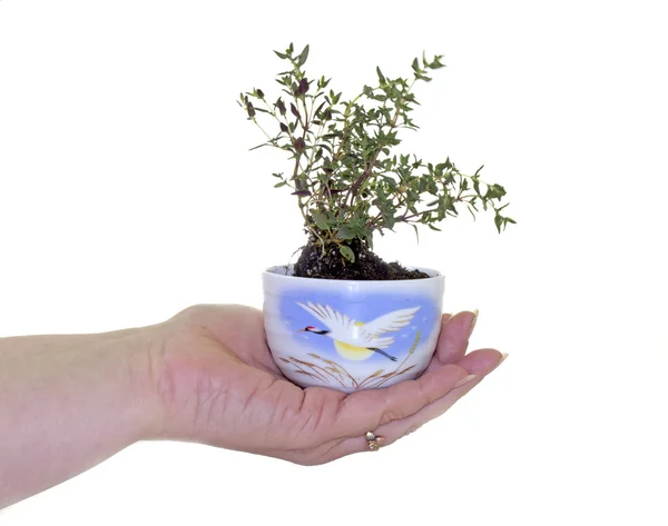 Plant pot in hand — Stock Photo, Image