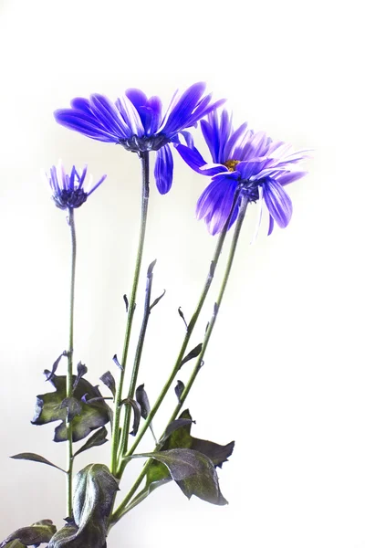 Puple bloemen geïsoleerd op witte achtergrond — Stockfoto