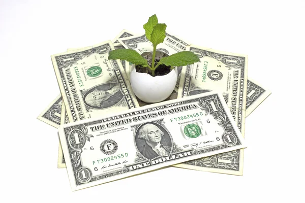Tiny baby plant around dollar notes — Stock Photo, Image