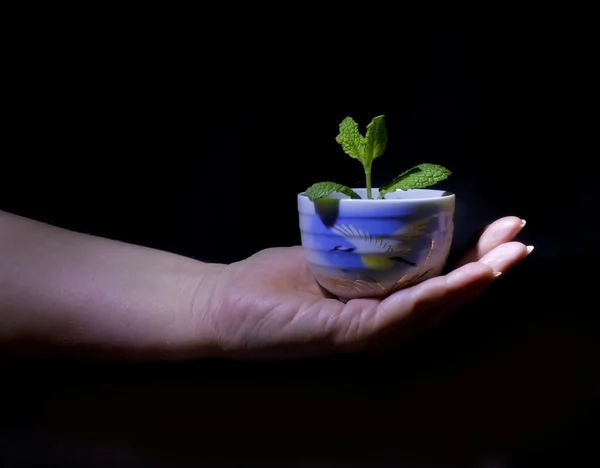 Tiny plant in hand — Stock Photo, Image