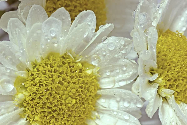 Gotas de água flores brancas — Fotografia de Stock