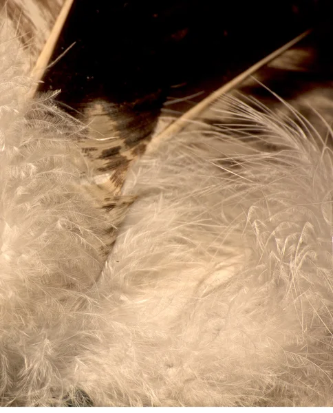 Wings fur texture — Stock Photo, Image