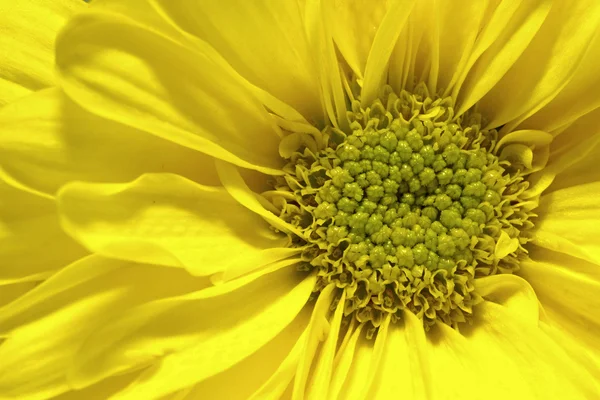 Geel dicht bloem gezicht — Stockfoto