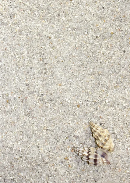Sea shell bakgrund — Stockfoto