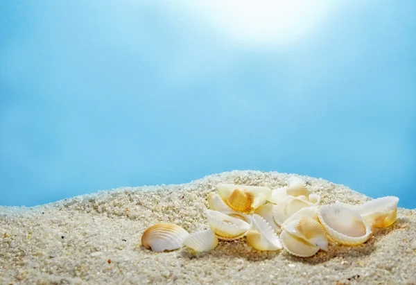 Zeeschelpen op het strand van de zomer — Stockfoto