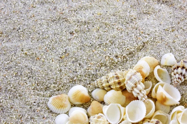 海のシェルのバック グラウンド — ストック写真