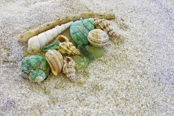 背景をテクスチャの海の貝殻 — ストック写真
