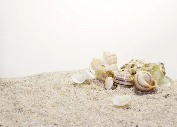 Seashells — Stock Photo, Image