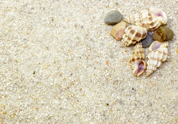 Conchas en arena de playa —  Fotos de Stock