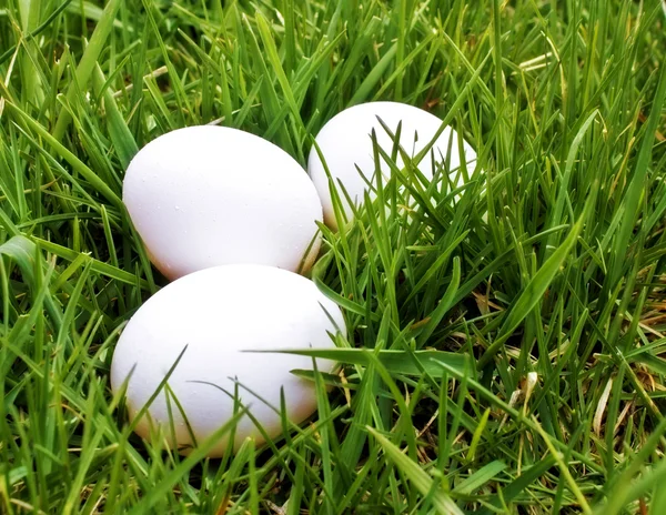 在草丛中的三个鸡蛋 — 图库照片