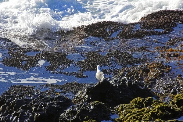 Uccello sulla costa — Foto Stock