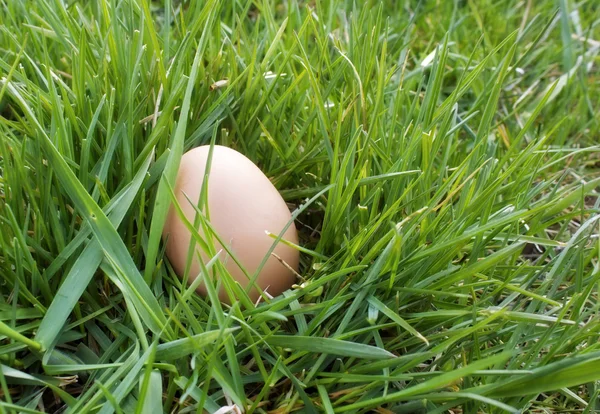 在草丛中的棕色蛋 — 图库照片