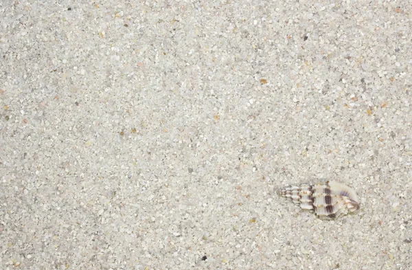 Hav skal på sand — Stockfoto