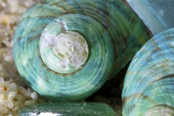 Close-up van sea shell — Stockfoto