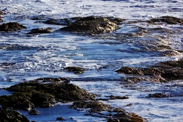 Sahili dalgalar alanı — Stok fotoğraf
