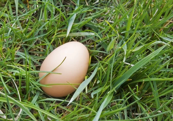 Ou în iarbă aspră — Fotografie, imagine de stoc