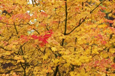 Sonbahar Orman ağaç arka plan