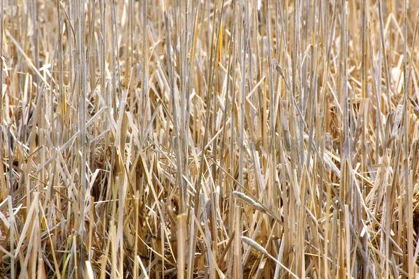 Hierbas de campo seco — Foto de Stock