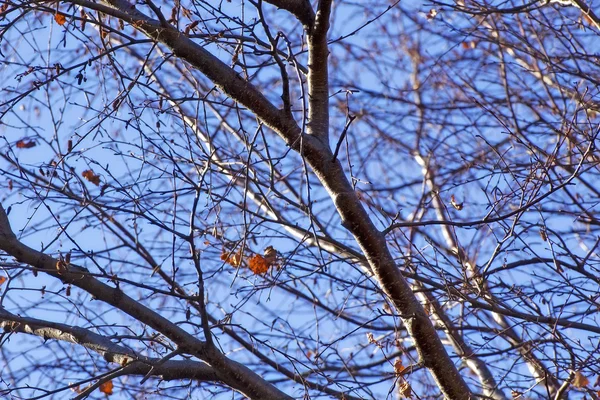 Branches d'arbres morts — Photo