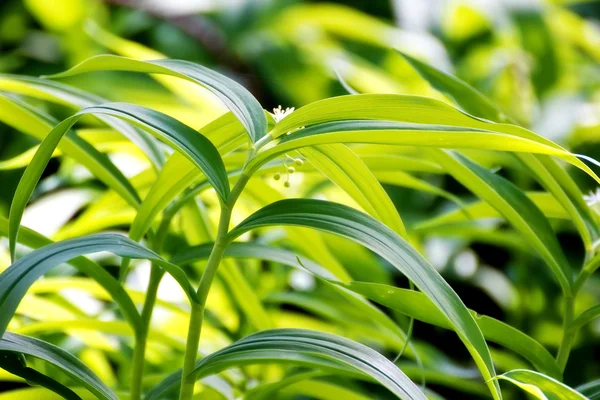 Gröna blad bakgrund — Stockfoto