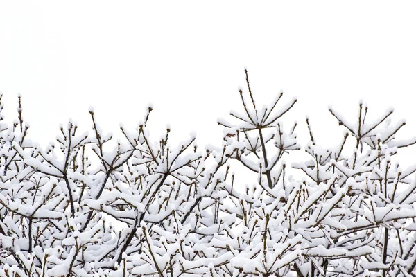 Snow on Tree — Stock Photo, Image