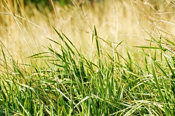 フィールドの草の背景 — ストック写真