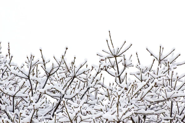 ツリー上の雪します。 — ストック写真