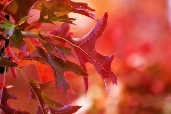 Piros levelek háttér — Stock Fotó