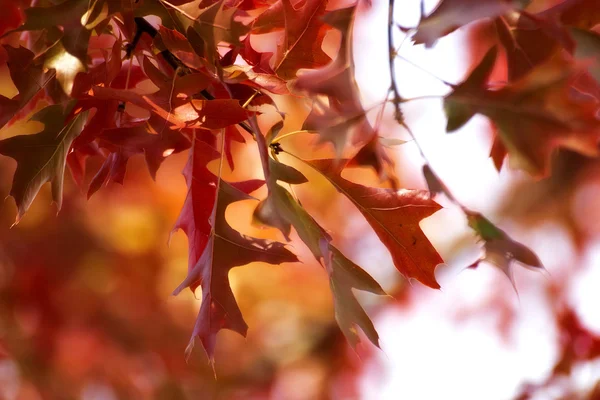 紅葉の背景 — ストック写真