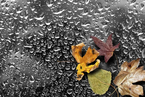 ウェット秋を葉します。 — ストック写真