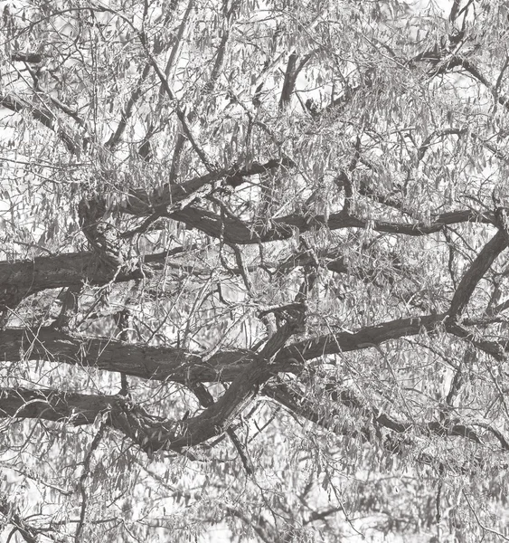 Letní strom větví — Stock fotografie